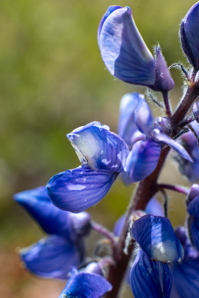 lwpetersenphoto's tweet image. Arctic lupines (Lupinus arcticus) on the Upper Chena Dome Trail near Fairbanks, Alaska, on Friday. Another toxic species, but very pretty!

In my Alaska Wildflower Guide: lwpetersen.com/alaska-wildflo…

#BloomScrolling #Alaska #spring2024 #wildflowers