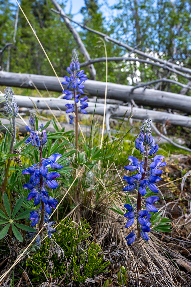 lwpetersenphoto's tweet image. Arctic lupines (Lupinus arcticus) on the Upper Chena Dome Trail near Fairbanks, Alaska, on Friday. Another toxic species, but very pretty!

In my Alaska Wildflower Guide: lwpetersen.com/alaska-wildflo…

#BloomScrolling #Alaska #spring2024 #wildflowers