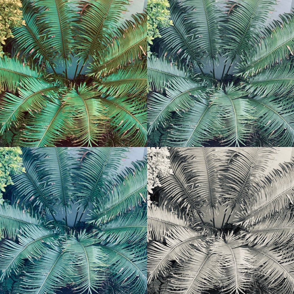 gatvolinthecity's tweet image. #parterns #circles #variations #narure