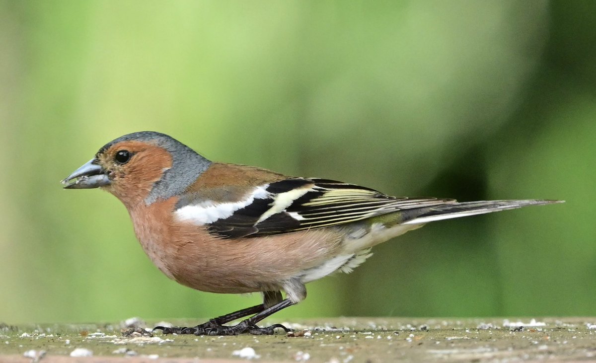 miqbo's tweet photo. Pinsà comú (Fringilla coelebs).
#fringillacoelebs #fringilla_coelebs #pinsàcomú #pinsà_comú #commonchaffinch #common_chaffinch #pinzónvulgar #pinzón_vulgar
20240608 Sant Gregori. https://t.co/WoYDd9Sfeu