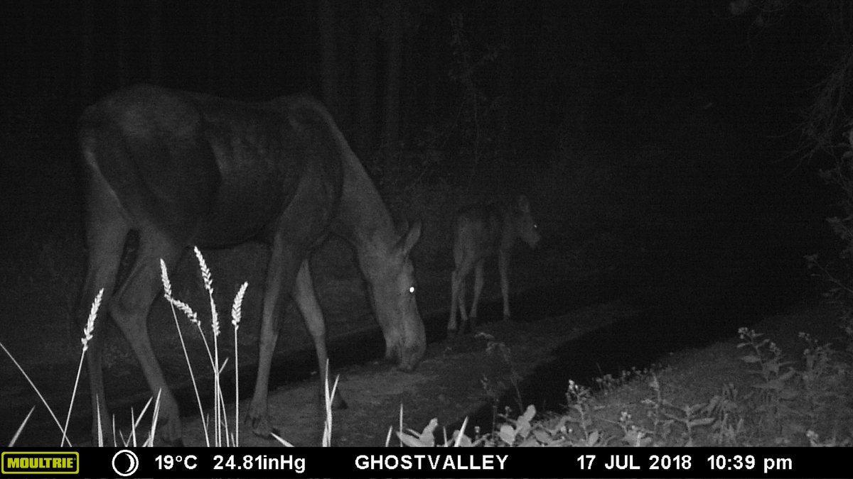 tcdixon3's tweet photo. A cow moose and her young calf out for a late evening stroll along the cutline.
#TrailCam #CameraTrap #Moose #SwampDonkey #Wildlife #Alberta #Outdoors #MoultrieCam https://t.co/VJ3CSpZ7Yg