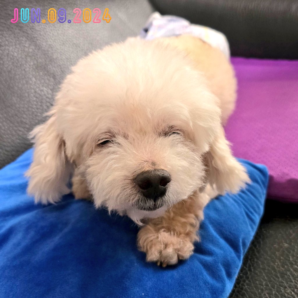 LoLo 瞬間老了很多呀，看他變成老狗模式真是讓人不習慣😔
#dogs
#my365