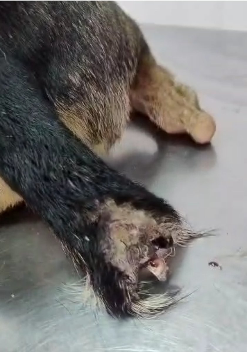 MargaritaPets's tweet photo. Pagomovil (así se llama) se mutiló la colita por depresión al quedarse sin su familia, que emigró. Una vecina le pasaba agua y comida, pero por soledad se fue comiendo su colita. Gracias a Teresa y Adalgisa por sus aportes. Faltan 50$ para pagar su cirugía  🧵hilo https://t.co/Rm5y9mboFP
