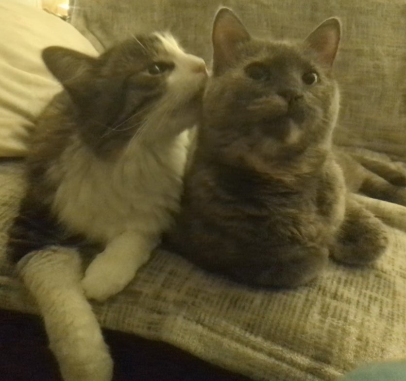 Kalico_Katt's tweet photo. Over a week since DoKisa (テュオキサ) cats came into existence. Time to recreate cute pics of my cats! https://t.co/siym7bFBfZ