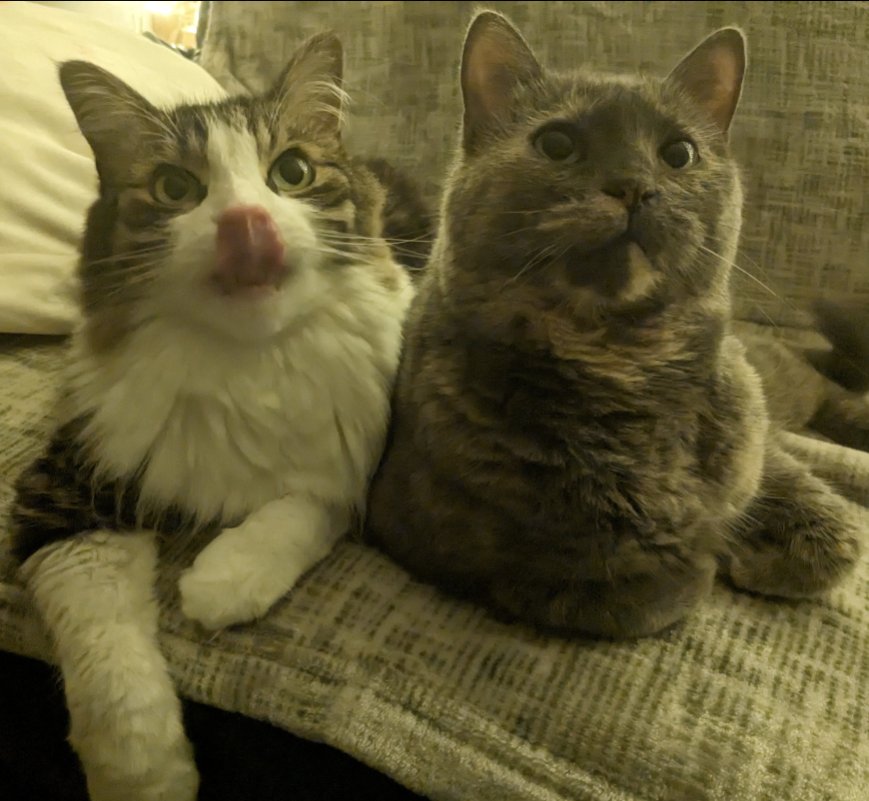 Over a week since DoKisa (テュオキサ) cats came into existence. Time to recreate cute pics of my cats!