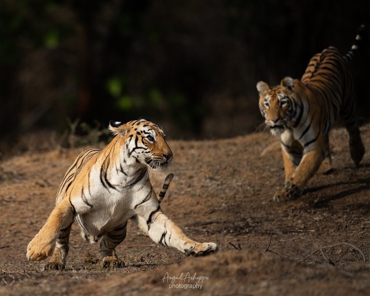 angadachappa's tweet photo. Surprise attack by the cub shocks the mother.

Tadoba-Andhari Tiger Reserve, Maharashtra 

#wildlife #nature #nikon #nikonindiaofficial #nikonasia #savetigers #natgeo #natgeoindia #earthcapture #maharashtratourism https://t.co/HNERXg8uQF