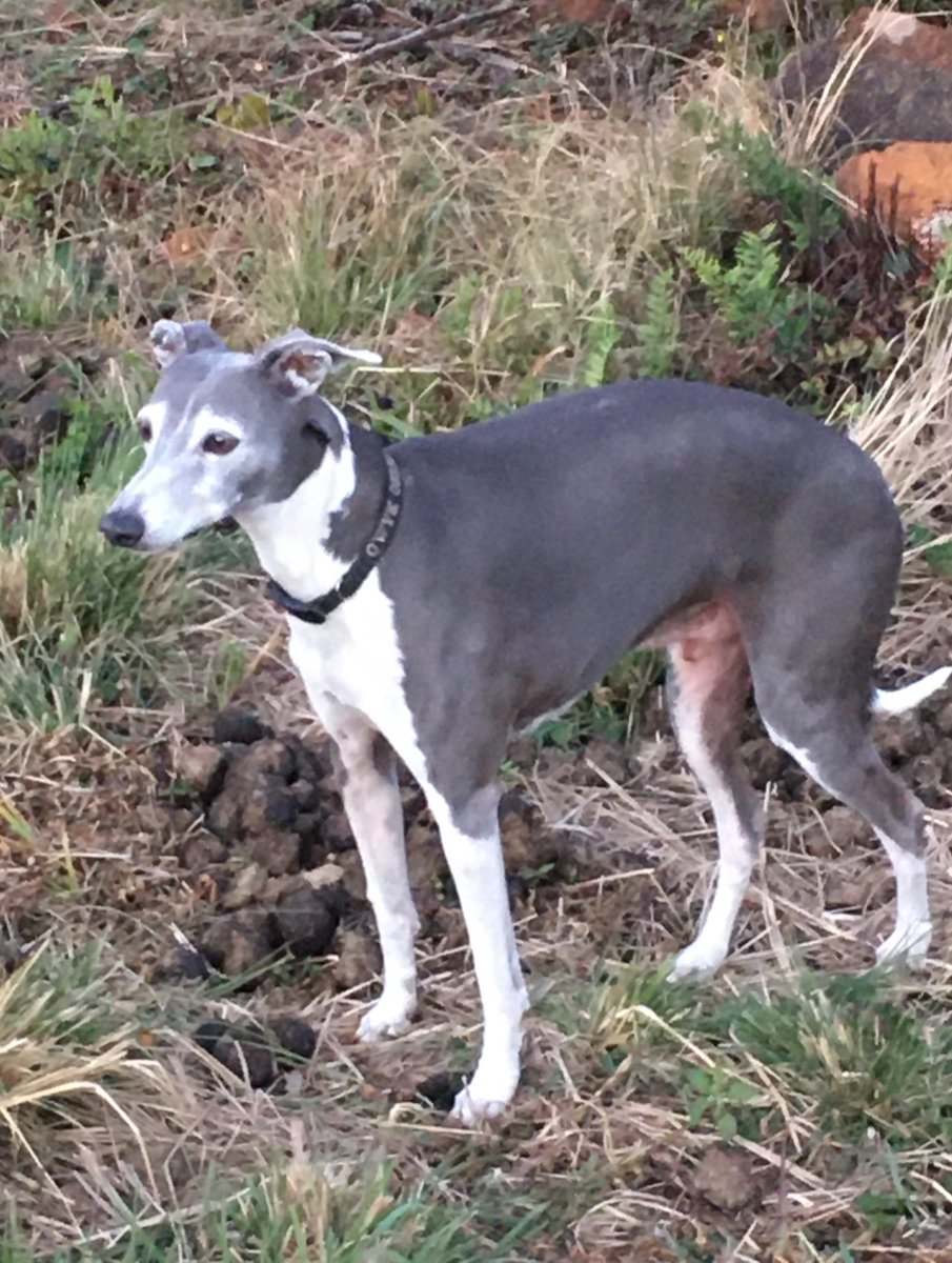 JeanetteM72's tweet photo. What we have here is a failure to communicate 😬 A Qwyk with no ears requiring retrieving from a unauthorised walkabout. Still love him to the moon and back.
#SoNotSorry https://t.co/FXzBeBkwkA