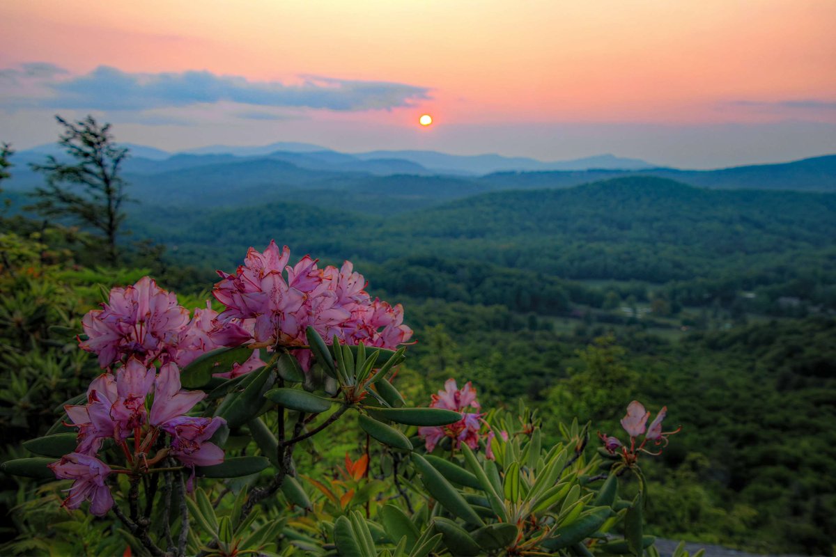 Every June, pink and purple rhododendron blooms appear along exposed mountain ridges near the @blueridgenps and the Appalachian Trail in North Carolina. These splashes of color highlight the rolling landscape's already remarkable beauty.   

Photo by Norman Lathrop