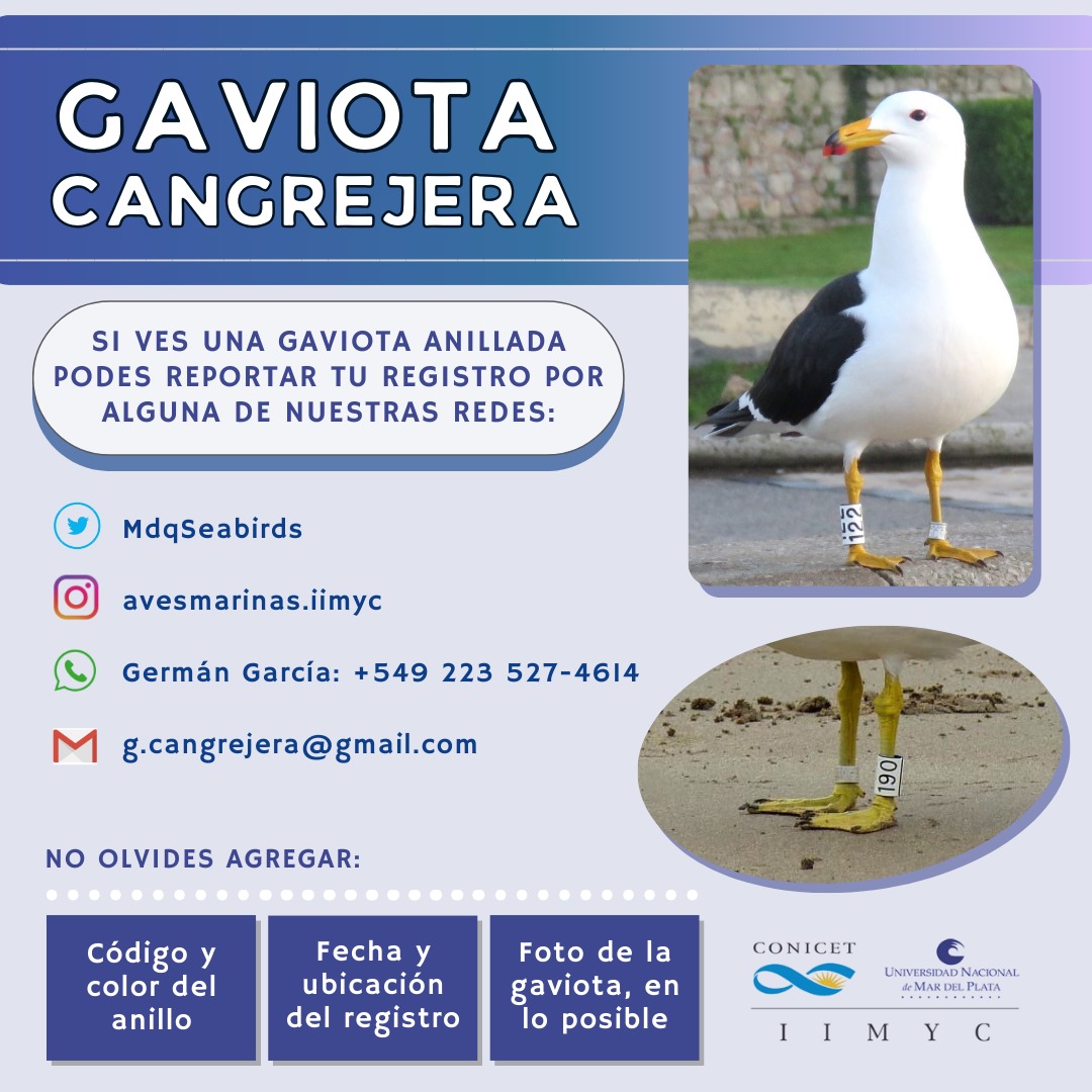 Aves Marinas y Costeras - MdP (@mdqseabirds) on Twitter photo 