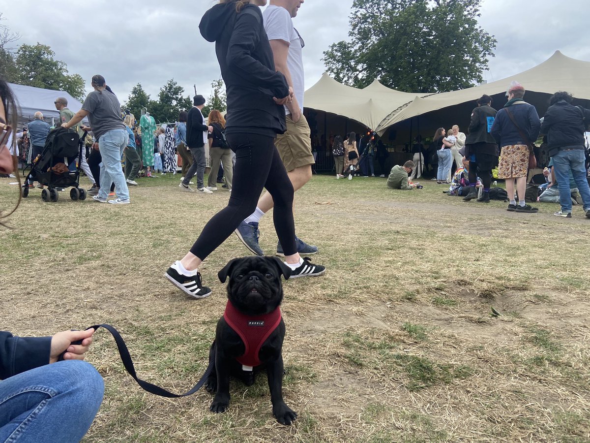 These furry little cuties are having a woofing good time at #LCS50 🐶🐾

#DogsofLCS50 🎉