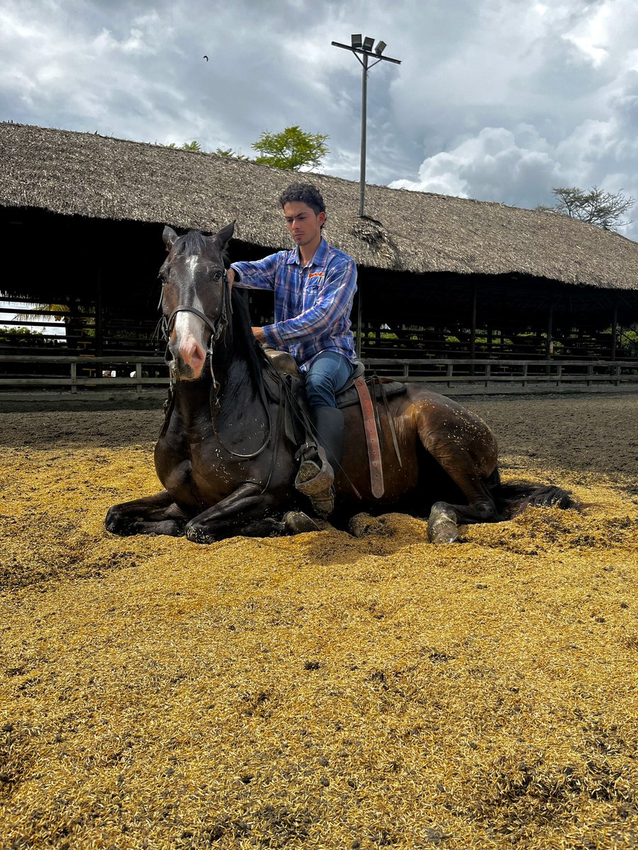 55Estiven's tweet photo. #horse #fotografía #selfie https://t.co/QZC3XkrchC