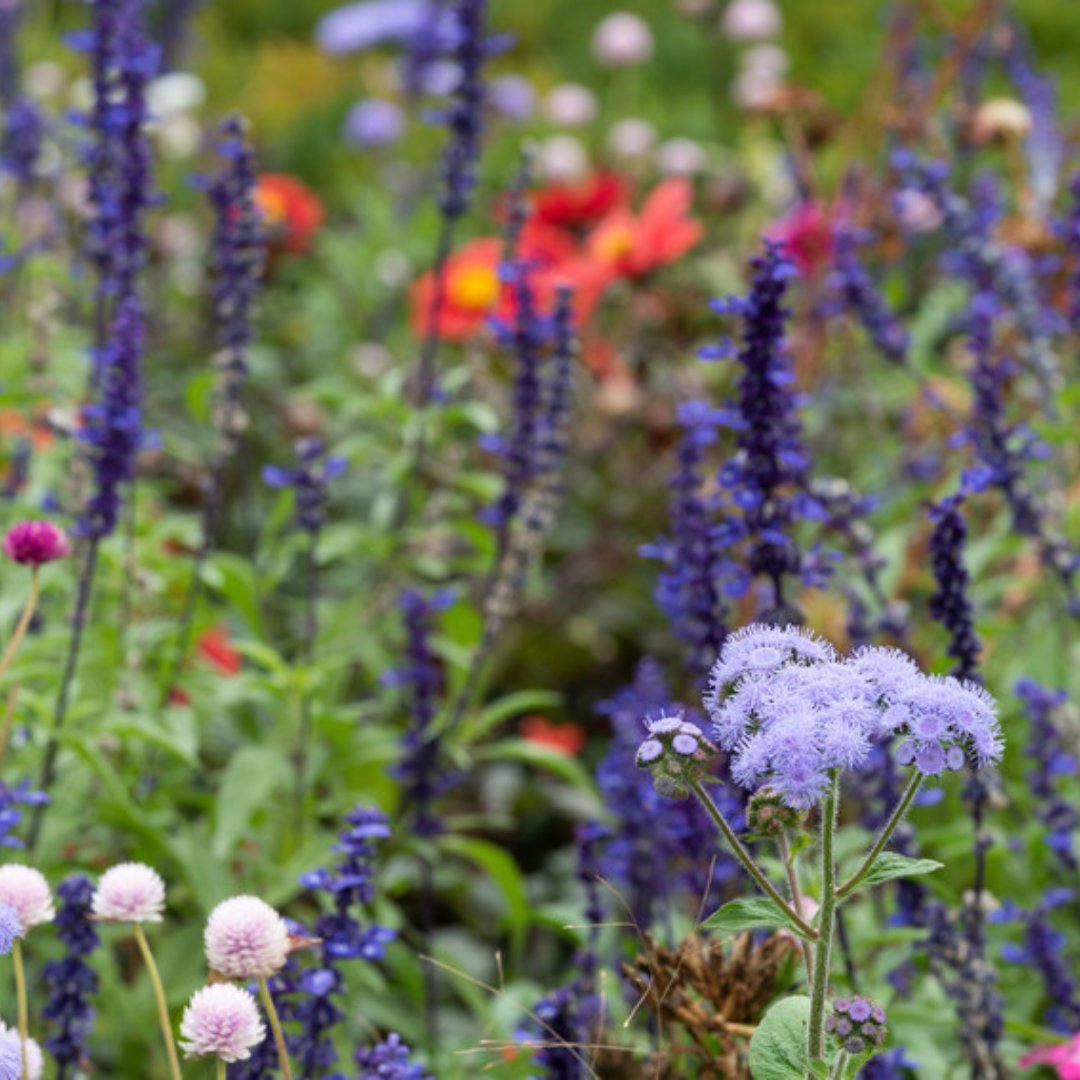 HistoricNE's tweet photo. Channel your inner gardener at our CT Historic Gardens Day at #RoselandCottage. Tour the garden, chat w/ the gardener, and create your fairy garden in a teacup. A perfect Sunday afternoon!
β’
It will be tea- rrific! β https://t.co/J7KGicF6sr
β’
#HNE #NewEngland #CT #ThingsToDoCT https://t.co/6gVE6evxXn