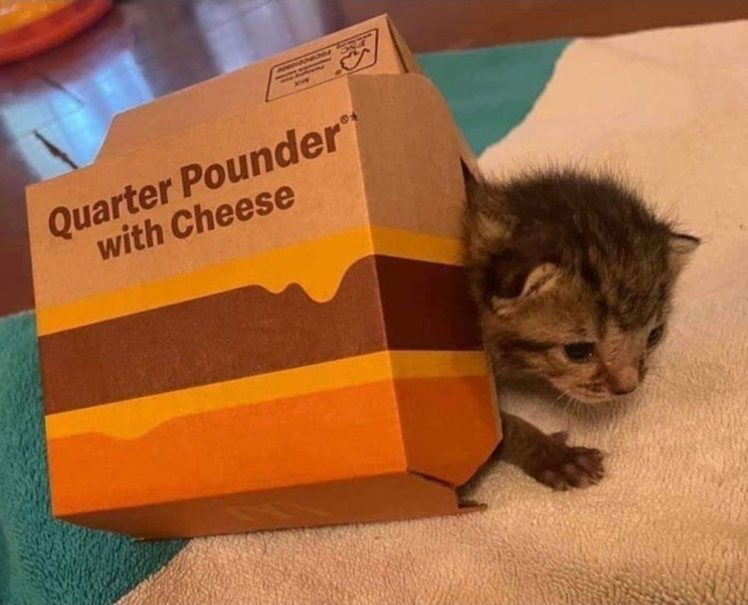 smol silly cat (@catsillyness) on Twitter photo 