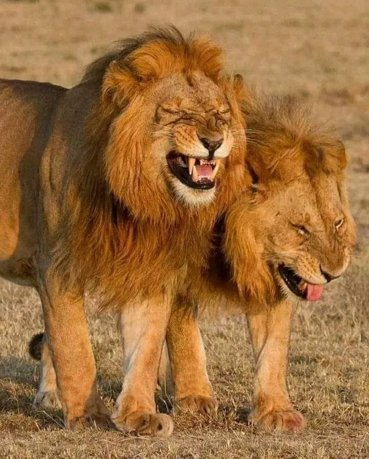 marikisi's tweet photo. @IanSmiththe3rd Murungu 🤣🤣🤣 https://t.co/R2mHuVvHHk