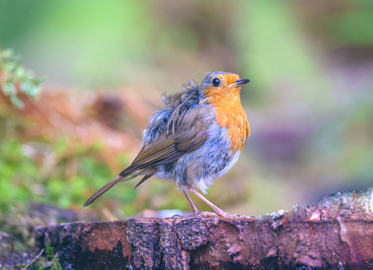 Jeff’s Wildlife Photography tweet media