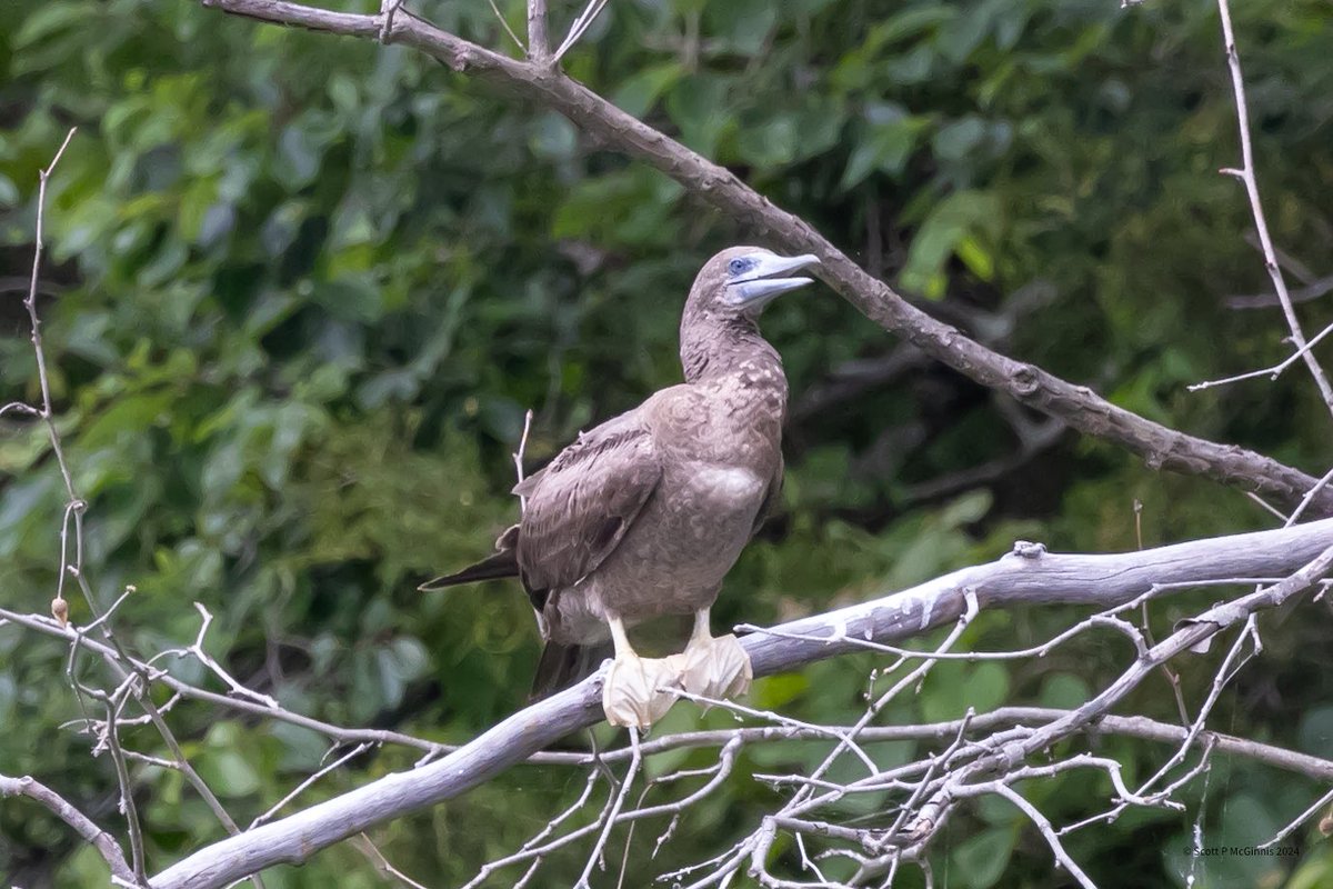 Scott McGinnis tweet media