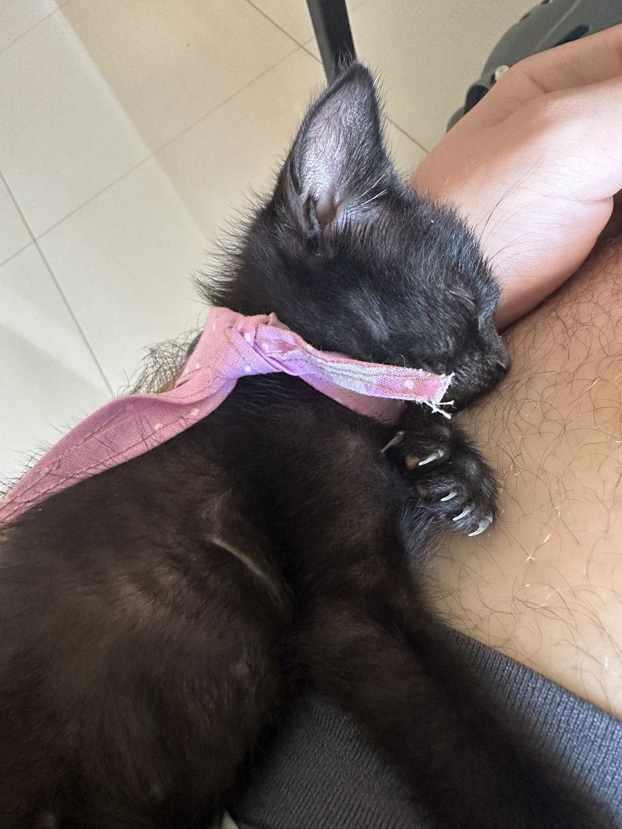 luizfilipelima's tweet photo. Como q eu trabalho c uma mão? Oyá dormiu no meu braço vei kkkkkkkkk https://t.co/OTYVIhoWVA