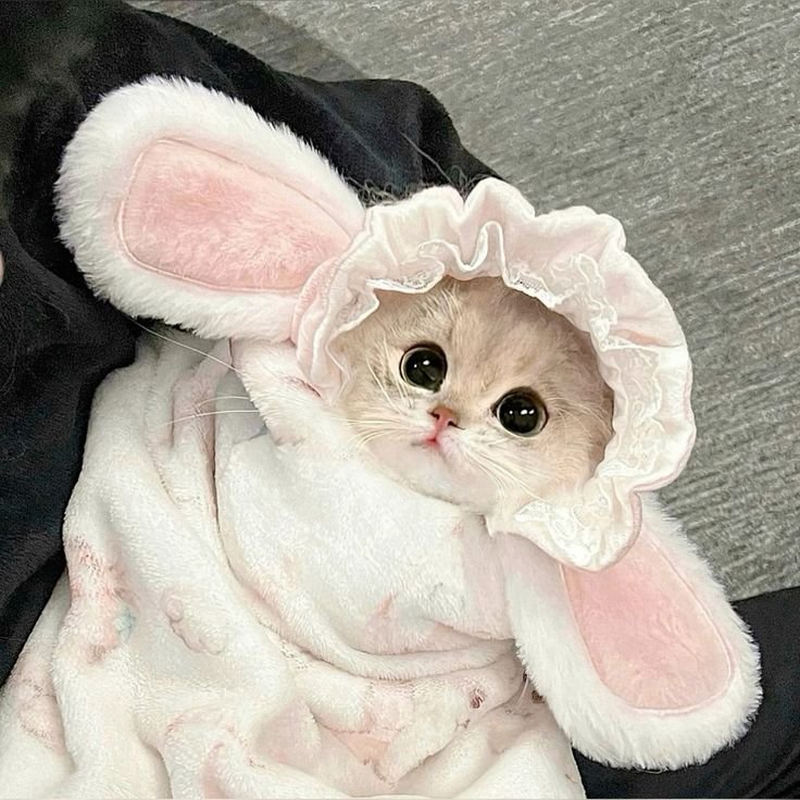 ࣪˖ ִֶָ the endearing, 𝗻͟𝗼͟𝘃͟𝗮͟. tweet media