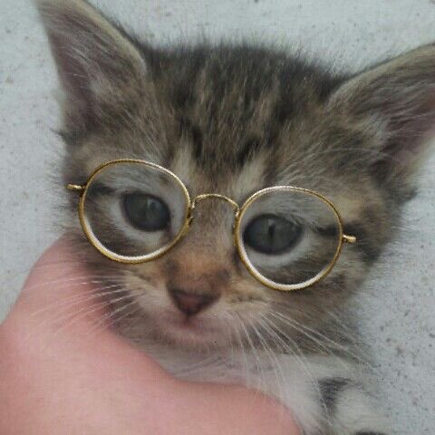 뽁이🐱 냥✊🏻🐾