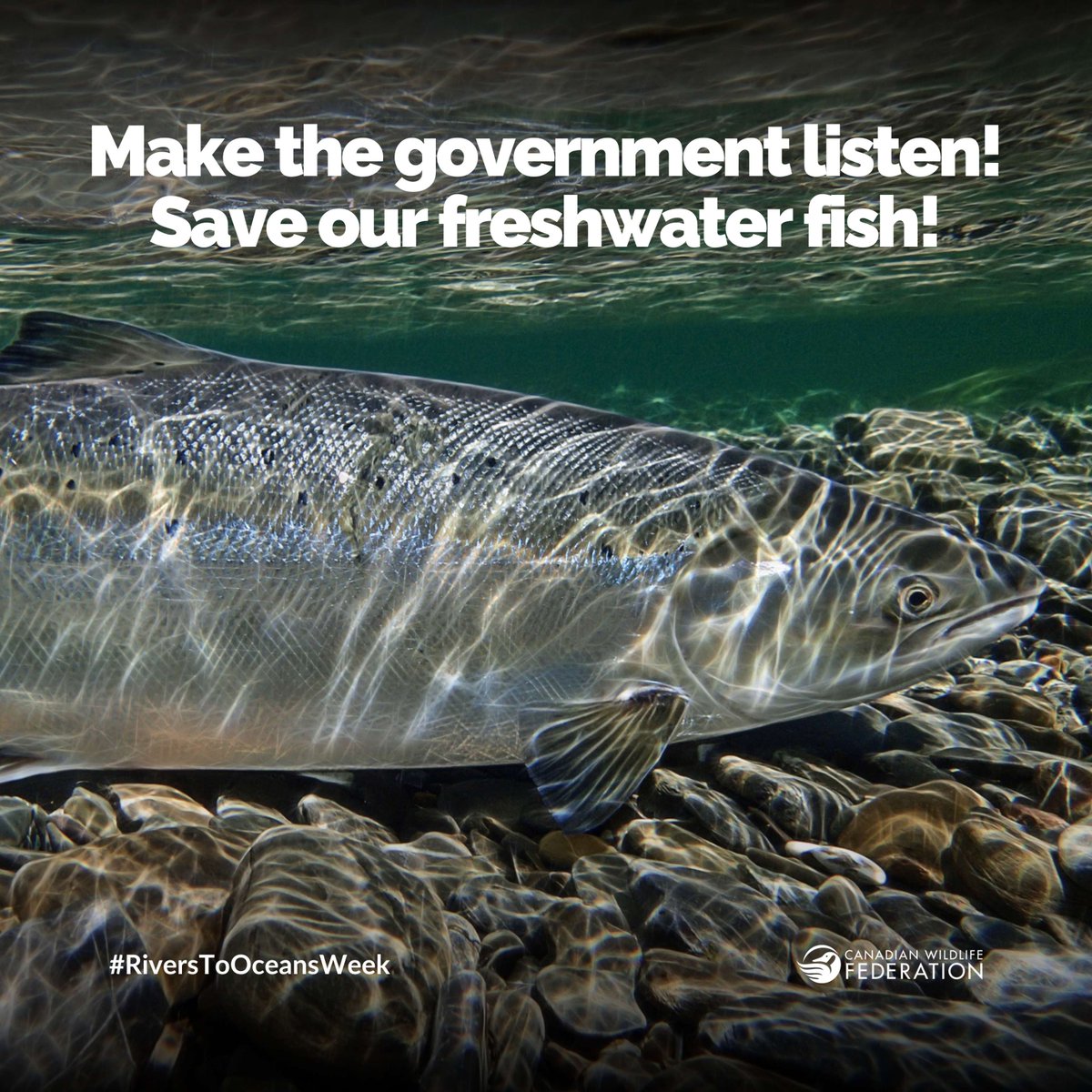 CWF_FCF's tweet photo. π Today is #CanadianRiversDay! DYK one-third of Canada's freshwater fish are at risk? We at CWF believe that the Fisheries Act needs to be more effective on how it protects water and wildlife. π’ Add your voice: https://t.co/oGwXhclA6s #RiversToOceansWeek #DoMoreForWildlife https://t.co/AeckhdfzL2