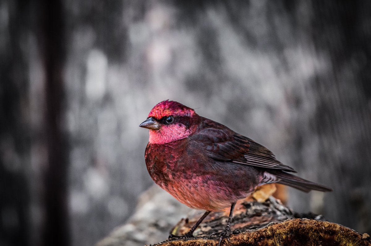 JambeyDondu's tweet photo. Dark-breasted Rosefinch❤️
These vibrant birds are known for their striking plumage, with males displaying a rich red chest and females more subtly colored.
#AssetsofTawang
@RandeepHooda @NatungMama @IndiAves https://t.co/u02LLdlzYi