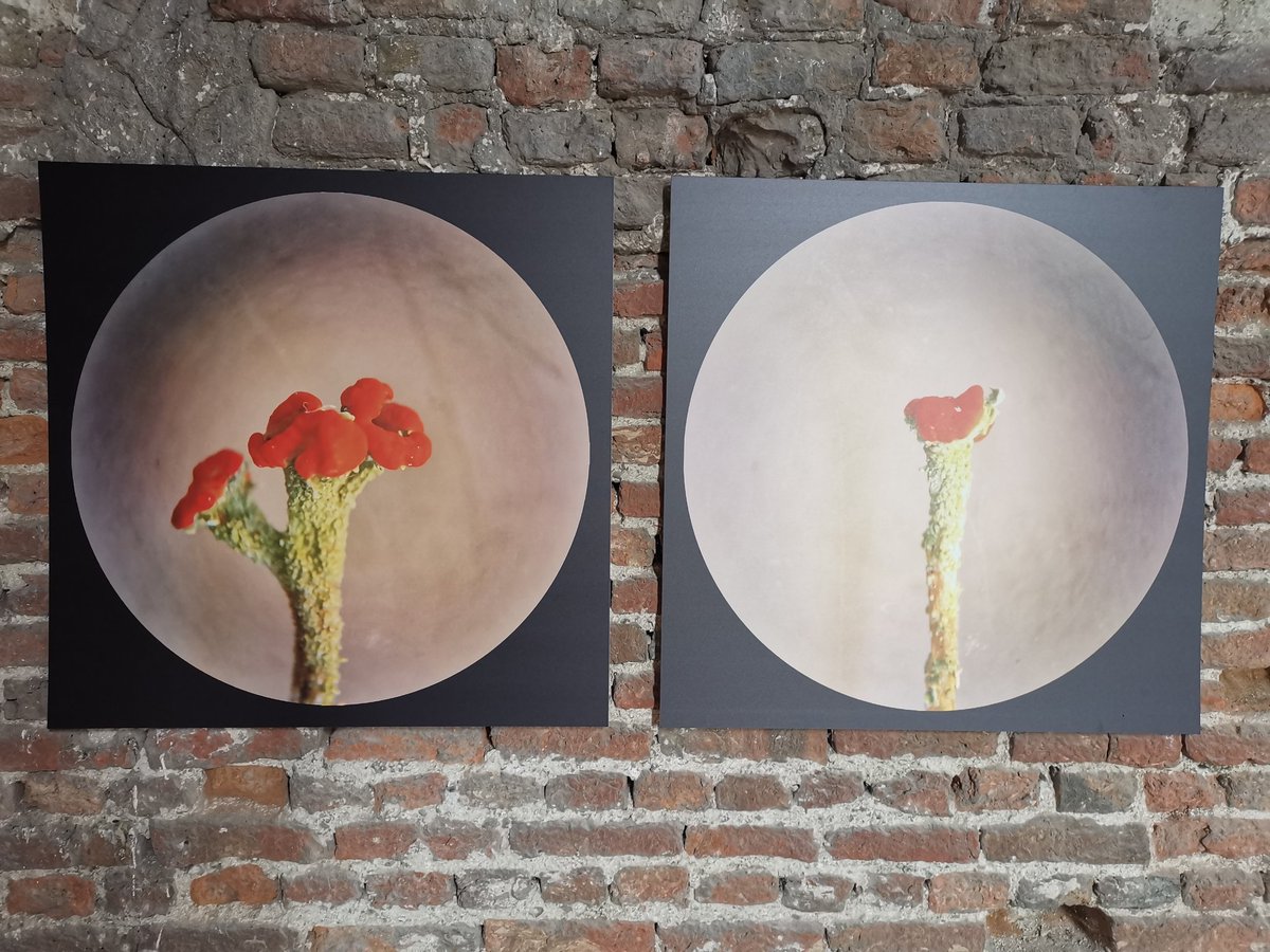 vrijezangvogel's tweet photo. Omdat ik dit voorjaar mezelf al getrakteerd heb op kunst van @HesterLoeff en @Jennekepenneke vandaag vooral genoten van kunst van #MarjaVDHeijden in @BrederodeInfo, Verstilling door #Mossen, en #AnneliesVeeze in voormalige kapel provinciaal ziekenhuis #Santpoort, dot in universe> https://t.co/4HS3L3IO8p