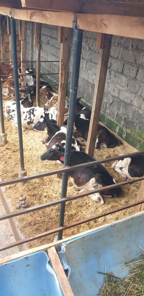 RutohSalome's tweet image. Views from the  farm 😍 
Consider booking from us today we&apos;re located at Githunguri -Kiambu and we do countrywide deliveries to your doorstep and we got the best breeds and prices are affordable.
 
#CSKuriaBreathingFire Congratulations Mercy ARVs Chameleon Hoozambe