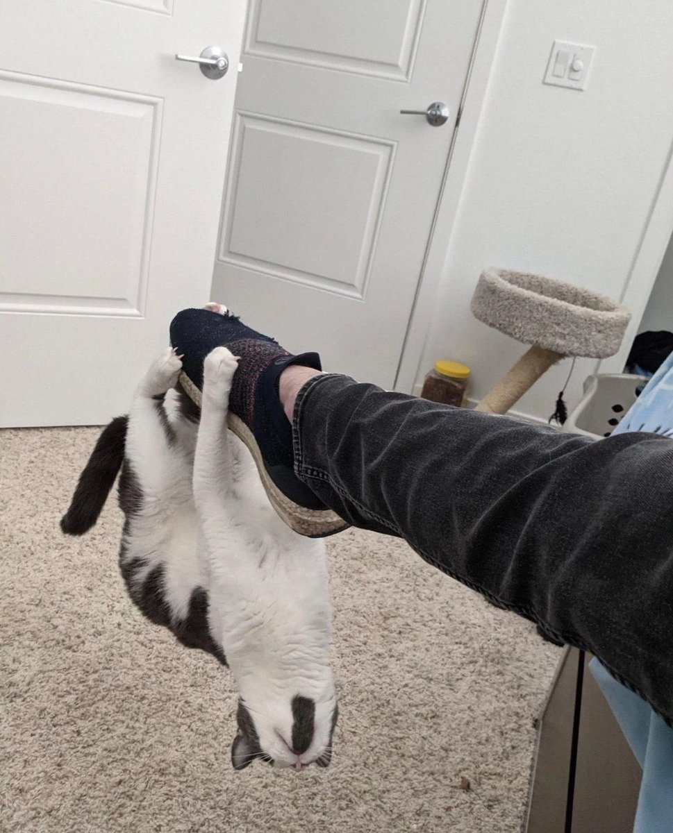 DontShowYourCat's tweet photo. HE'S SO CLINGY https://t.co/DzGg6qu61X