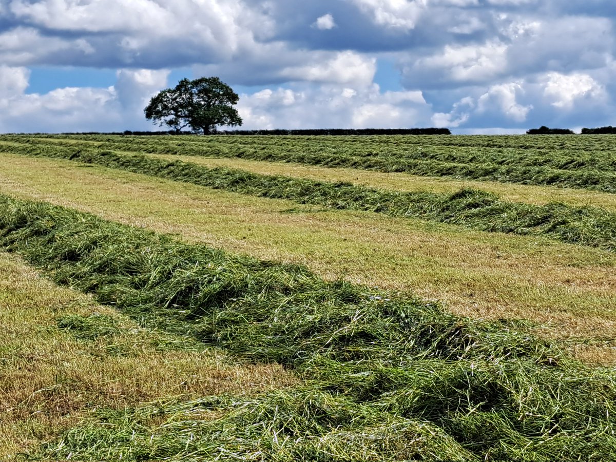 Busy weekend 257 silage bales made in some what Tricky conditions somemblack grass pulling and admiring the winter barley, in such a tough year this wolds chalk is some kit