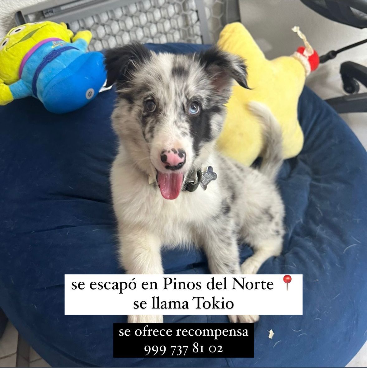 GerardoOrtegon's tweet photo. Amigos de Mérida, porfa denle RT para que llegue a más gente 🙏🏼 https://t.co/qaZpPLMQ5O