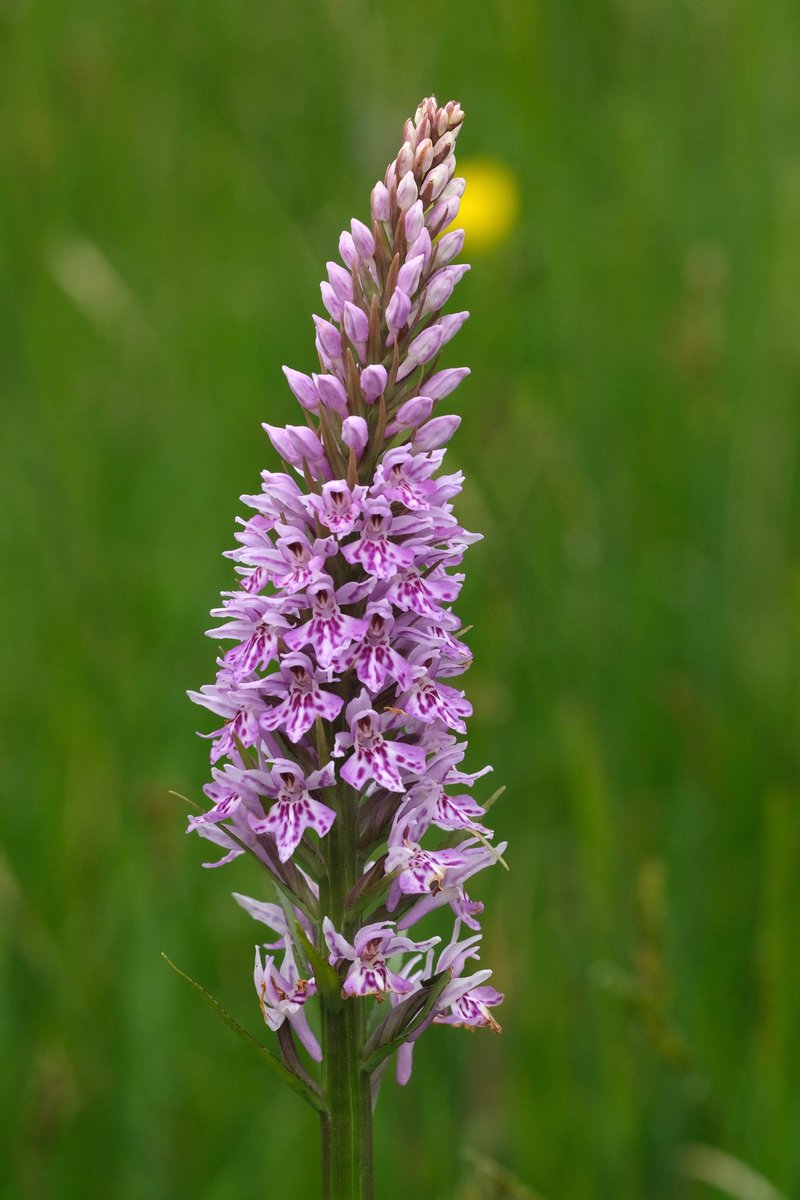 pipegreentrust's tweet photo. Thanks to everyone who came on the orchid walk yesterday that was organised by Lichfield Wildlife Group. It was great to see so many people and I hope you all had fun! https://t.co/MwOc0jbTne