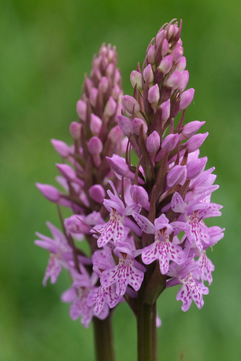 pipegreentrust's tweet photo. Thanks to everyone who came on the orchid walk yesterday that was organised by Lichfield Wildlife Group. It was great to see so many people and I hope you all had fun! https://t.co/MwOc0jbTne