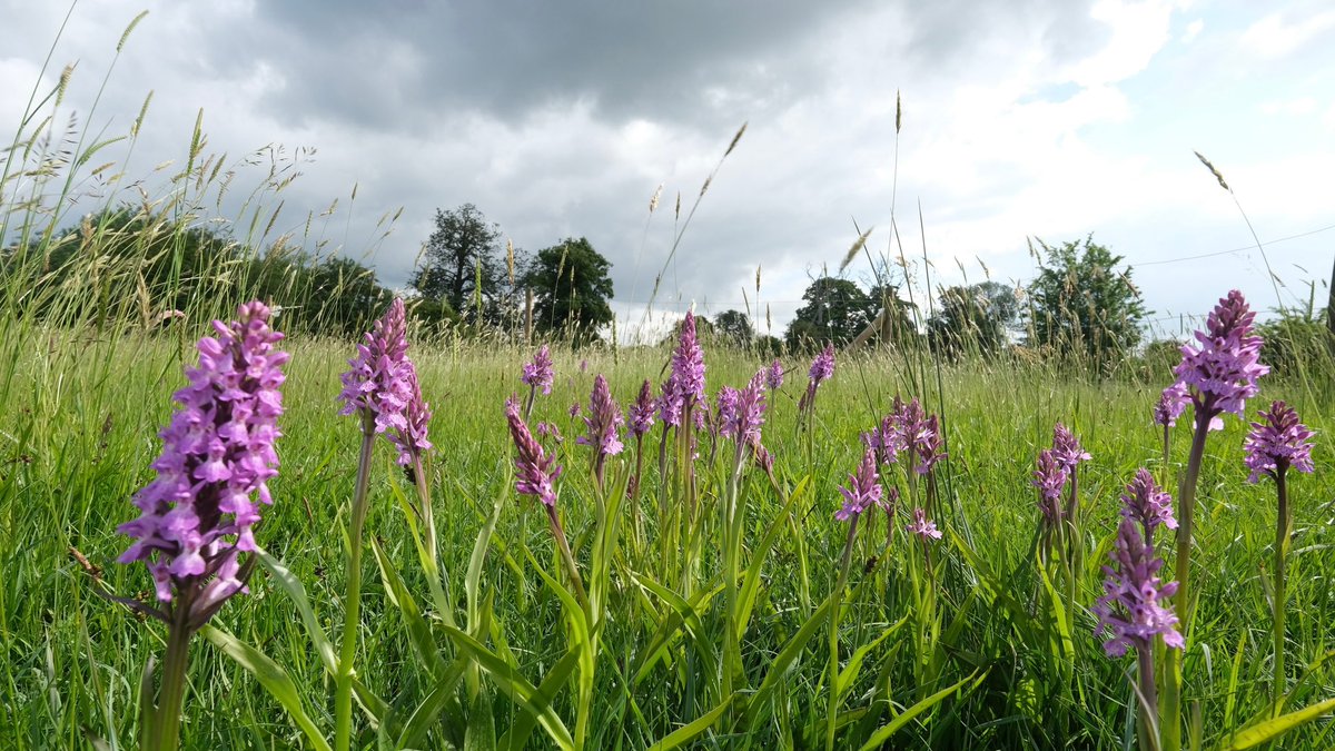 pipegreentrust's tweet photo. Thanks to everyone who came on the orchid walk yesterday that was organised by Lichfield Wildlife Group. It was great to see so many people and I hope you all had fun! https://t.co/MwOc0jbTne