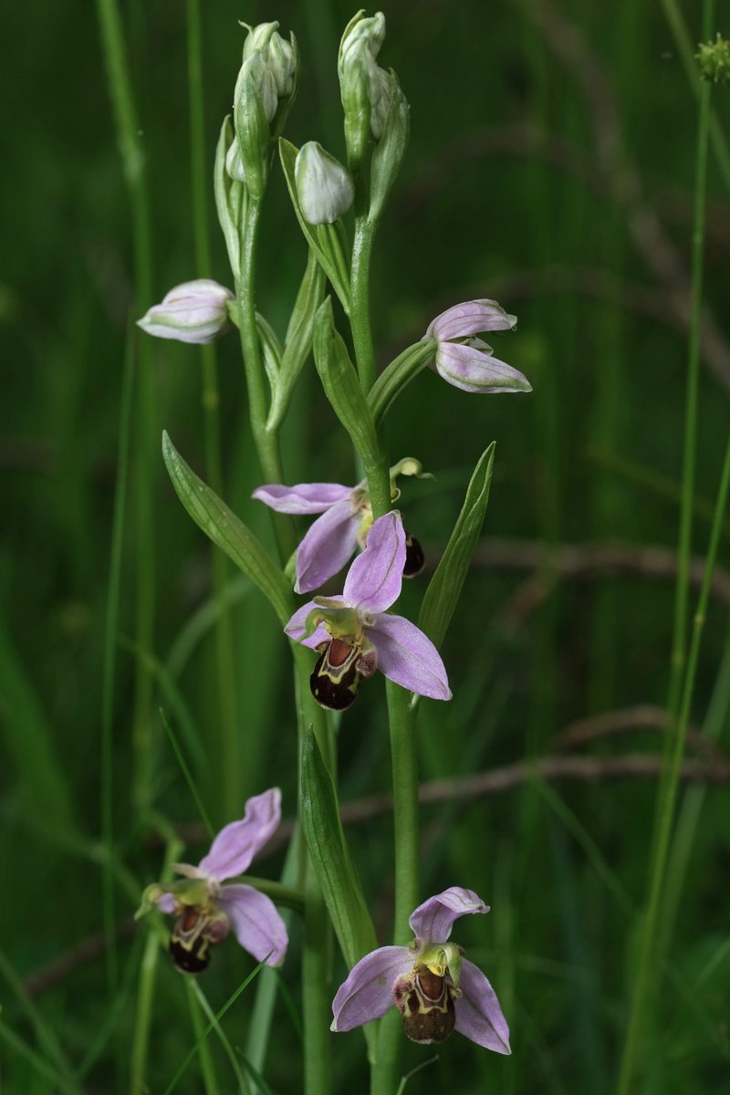 pipegreentrust's tweet photo. Thanks to everyone who came on the orchid walk yesterday that was organised by Lichfield Wildlife Group. It was great to see so many people and I hope you all had fun! https://t.co/MwOc0jbTne