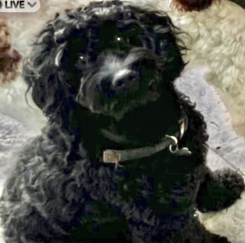 millypod1's tweet photo. NESSA HOME SAFE. THANKS FOR RT's 😊🐕🐾

🆘6 JUN 2024 #Lost NESSA #ScanMe #Tagged
YOUNG Black Cockerpoo Female 
Weekly Woods #Kettering #Northamptonshire #NN15  LOCAL HELP NEEDED. 
https://t.co/HVmzaMACKv https://t.co/cQcdy01hi7