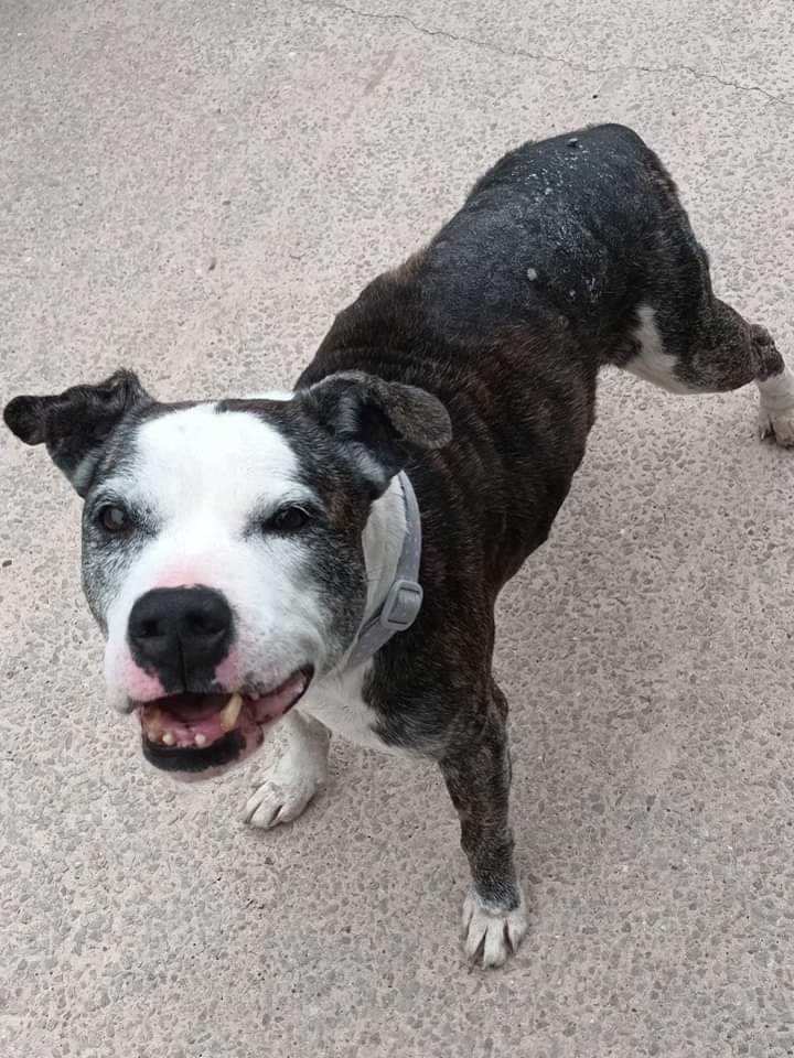 SeniorStaffy's tweet photo. Hi its Bubbles 🫧
I'm 12 yrs young, me Aunts🩷 say I'm goofy &amp; cute 😍 I'm in foster with a cat for now &amp; loving life. I loves to be happy &amp; wander around the garden with my fave toy!
I'm looking for my special family who just want love this old man 🐶
https://t.co/9WHIycgQJ3 🫧 https://t.co/ZNVq2Ycdtx