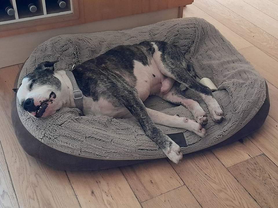Hi its Bubbles 🫧
I'm 12 yrs young, me Aunts🩷 say I'm goofy &amp; cute 😍 I'm in foster with a cat for now &amp; loving life. I loves to be happy &amp; wander around the garden with my fave toy!
I'm looking for my special family who just want love this old man 🐶
seniorstaffyclub.co.uk/adopt-a-staffy… 🫧