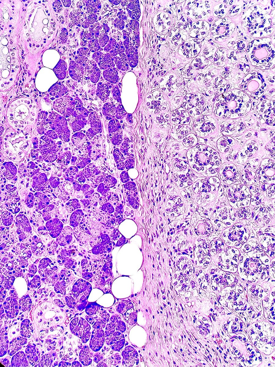 Gloria Sura, MD tweet media