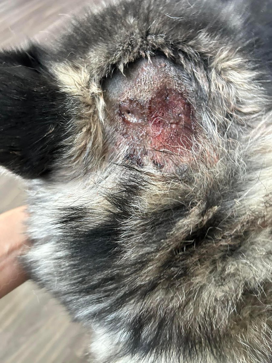 Sgt Stu 🇺🇸 tweet media