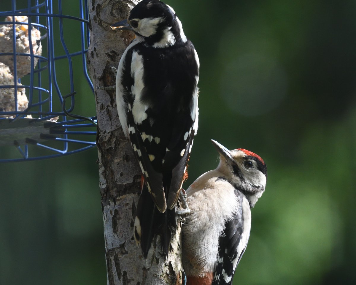 JoKingDevon's tweet photo. #GreatSpottedWoodpecker parent feeding young at feeder, not ideal but until we ALL address the lack of insects I will continue to prop up our small population of birds in our now isolated woodland -They've just cut it in half with a road &amp; '00s more houses😢#Shutterton #Dawlish https://t.co/PTuVK3wSs8