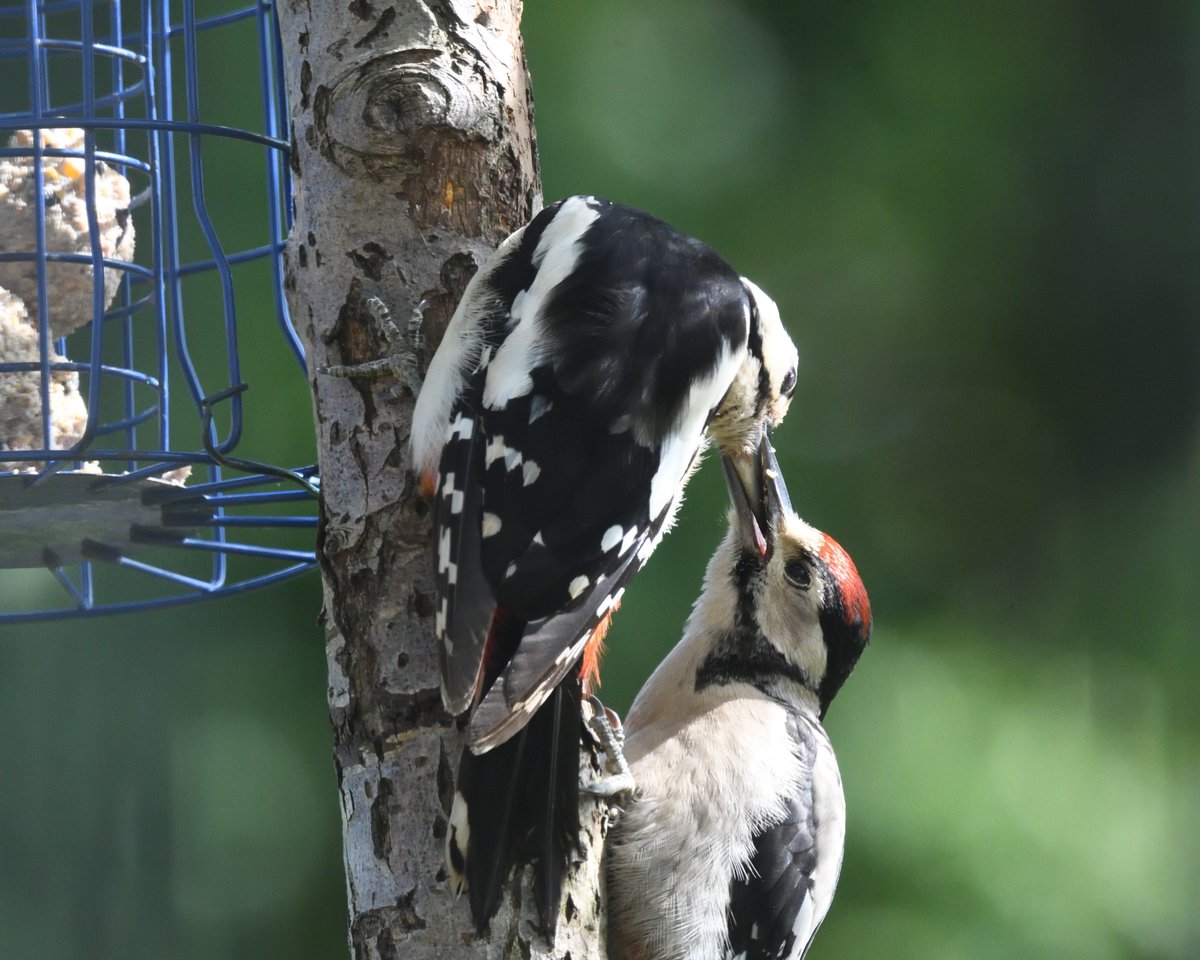 JoKingDevon's tweet photo. #GreatSpottedWoodpecker parent feeding young at feeder, not ideal but until we ALL address the lack of insects I will continue to prop up our small population of birds in our now isolated woodland -They've just cut it in half with a road &amp; '00s more houses😢#Shutterton #Dawlish https://t.co/PTuVK3wSs8