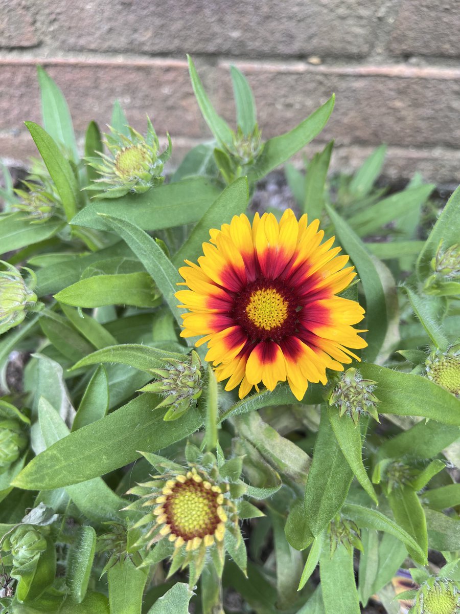 positiv07652695's tweet image. Growing more of my own sunshine seeing as we're somewhat lacking still.
#coldoutside