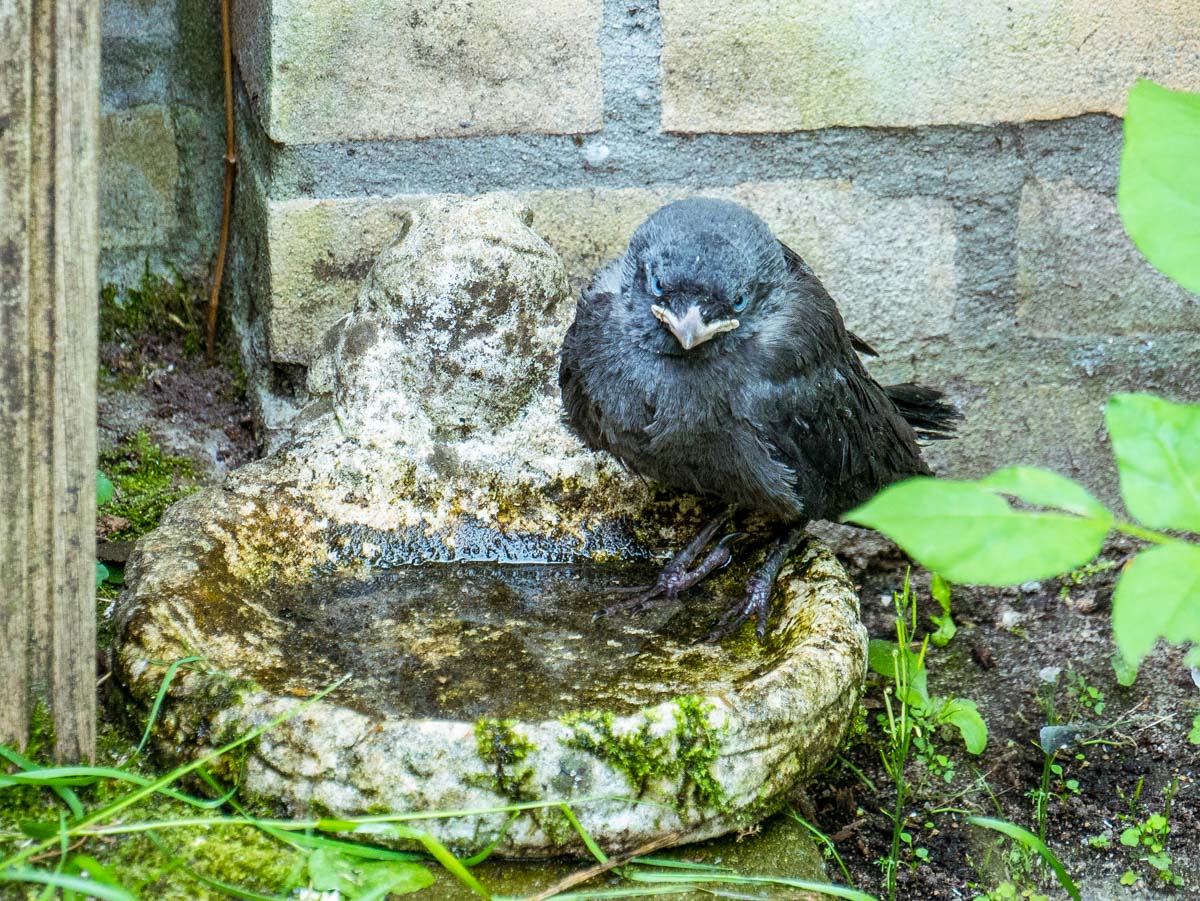 Mickeys_Place_'s tweet photo. Vogels. Ik vind ze leuk, voer ze en probeer ze maximaal te beschermen tegen Pesto. Zo ook afgelopen woensdagochtend. Ik open de buitendeur, laat Pesto naar buiten en word opgeschrikt door gefladder in de tuin. Pesto staat meteen ...

https://t.co/jpinKmcSue https://t.co/C7MkA0wWrL