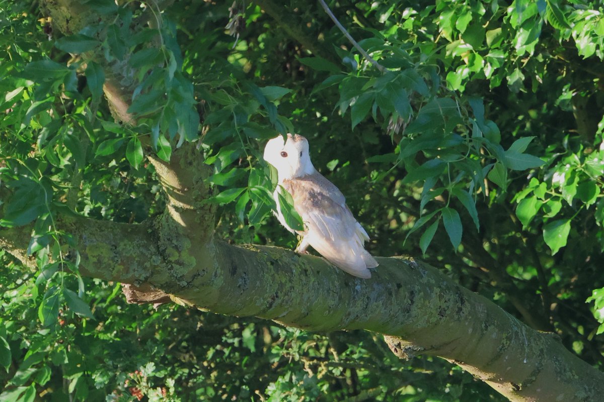 bcbeancounter's tweet image. Northamptonshire wildlife from the last week #northantswildlife #barnowl #northantsbirds @BBCSpringwatch @BarnOwlTrust