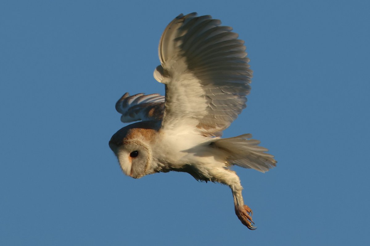 bcbeancounter's tweet image. Northamptonshire wildlife from the last week #northantswildlife #barnowl #northantsbirds @BBCSpringwatch @BarnOwlTrust