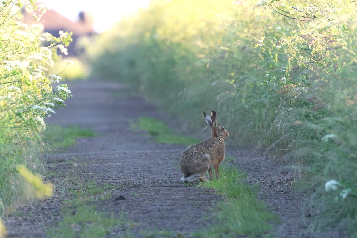 bcbeancounter's tweet image. Northamptonshire wildlife from the last week #northantswildlife #barnowl #northantsbirds @BBCSpringwatch @BarnOwlTrust