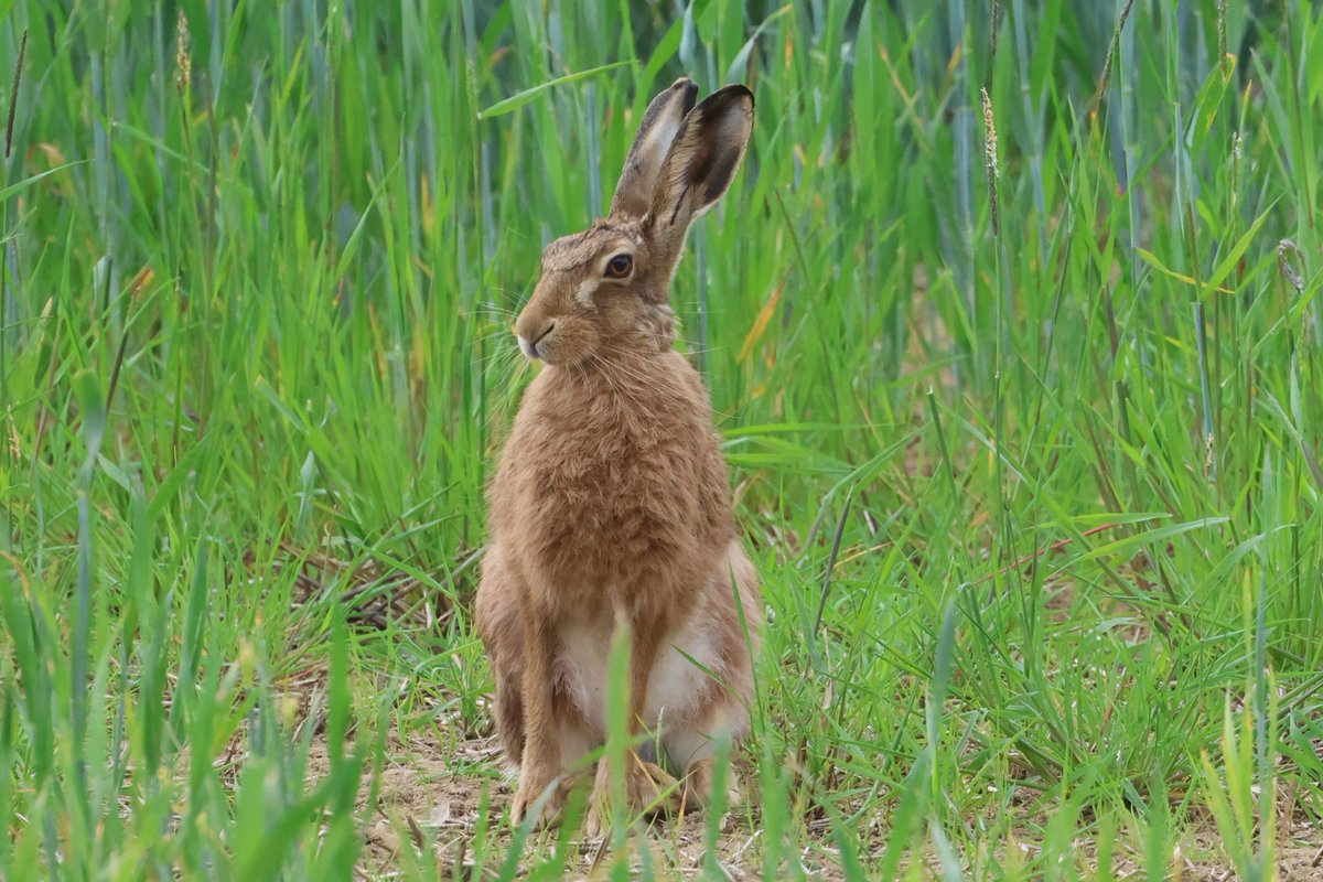 bcbeancounter's tweet image. Northamptonshire wildlife from the last week #northantswildlife #barnowl #northantsbirds @BBCSpringwatch @BarnOwlTrust