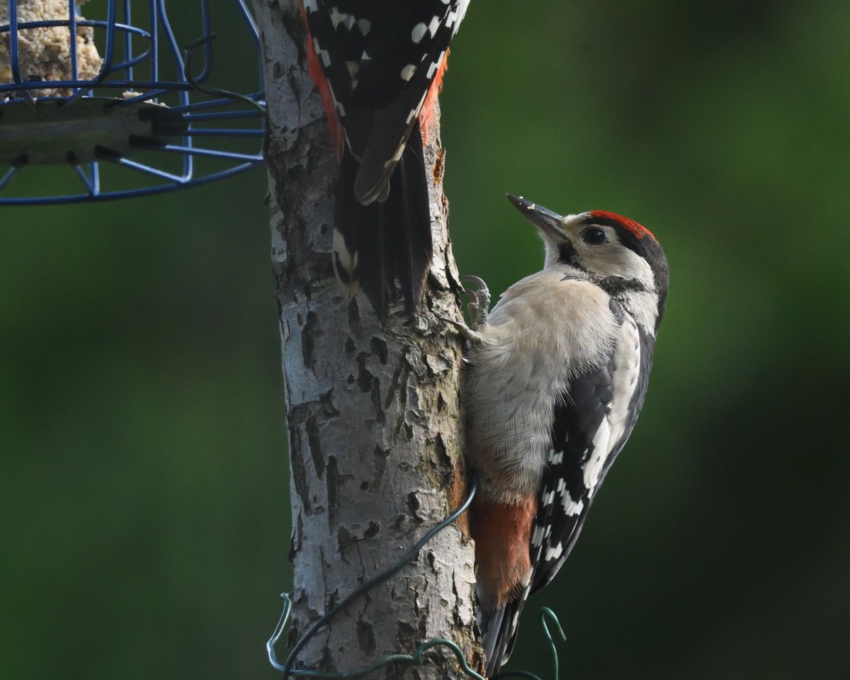 JoKingDevon's tweet photo. #GreatSpottedWoodpecker parent feeding young at feeder, not ideal but until we ALL address the lack of insects I will continue to prop up our small population of birds in our now isolated woodland -They've just cut it in half with a road &amp; '00s more houses😢#Shutterton #Dawlish https://t.co/PTuVK3wSs8