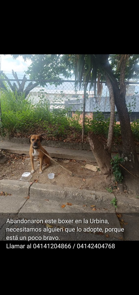infinitoanimal2's tweet photo. HERMOSO BOXER LO DEJARON ABANDONADO EN LA.URBINA MIREN SU CARITA QUE INJUSTICIA HASTA CUANDO MAS INF ESCRIBIR AL NÚMERO PUBLICADO DIFUNDIR 🚨🐾😭 DF @PerroUsuario @MariaConchita_A @Mary_Jar @AbuelitaLinda2 @NuriTrejo @asoc_vpla @FRAENKELE https://t.co/AFETHWgLep