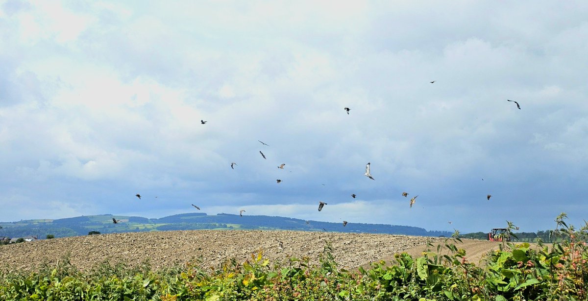 Lots of Red Kites swarming a field near to Montgomery, Mid Wales this afternoon. Can't believe so many were so far from a feeding centre, amazing for a bird that was in decline. <a href="/IoloWilliams2/">Iolo Williams</a> <a href="/BBCSpringwatch/">BBC Springwatch</a> @BBCCountryfile